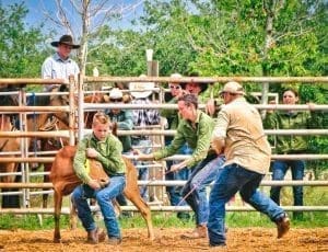 "Calf Roping" by Betty Eich, 2nd place winner in "PLACES"