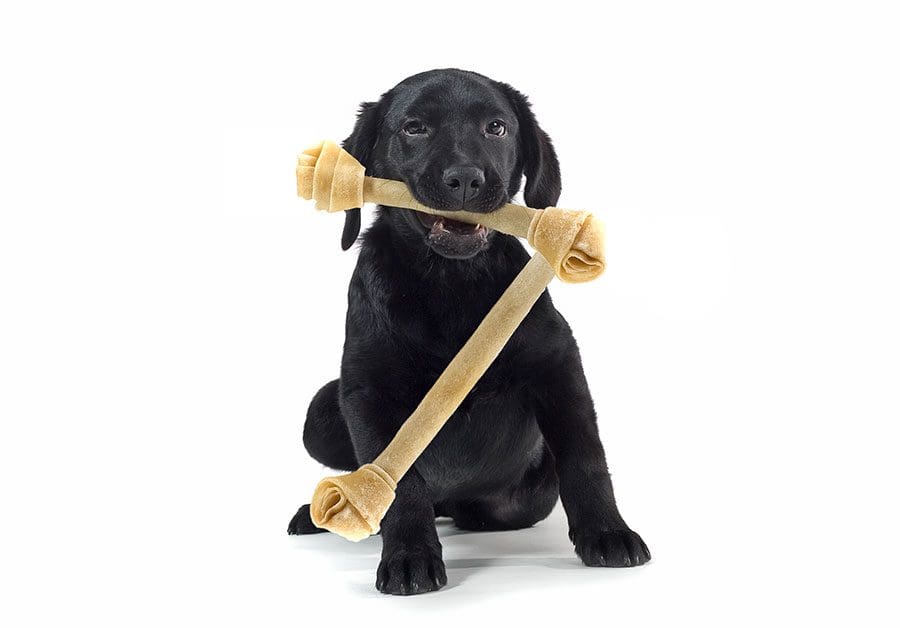 dog-holding-bone