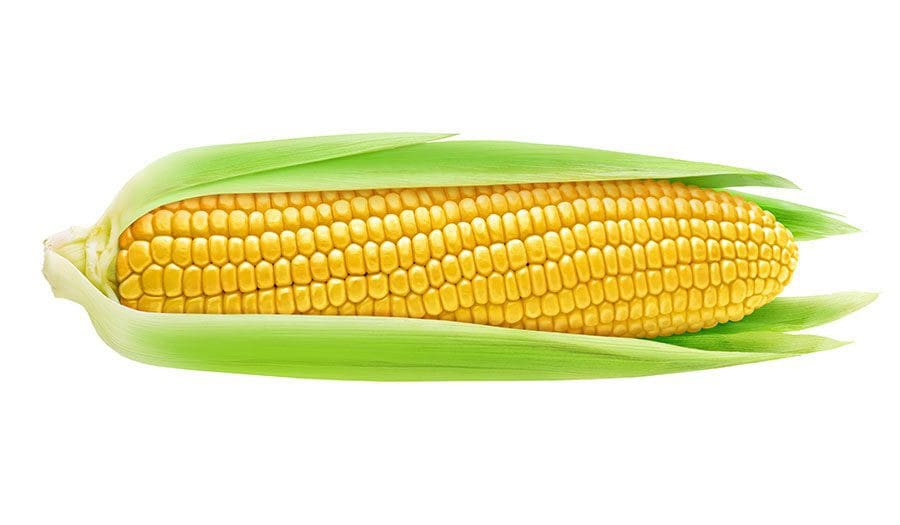 ear-of-corn