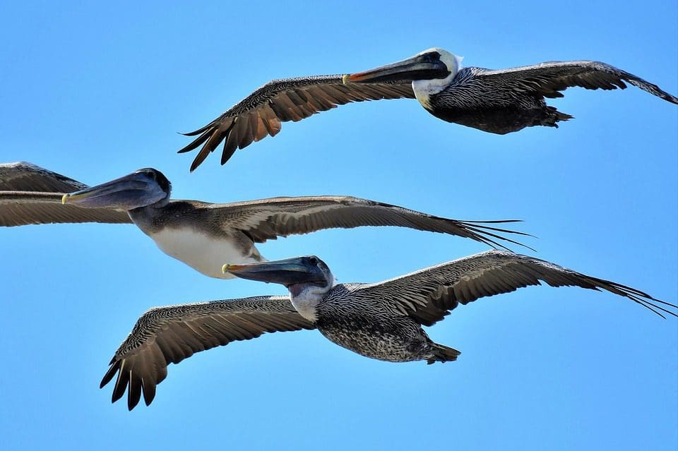 brown-pelicans-flying