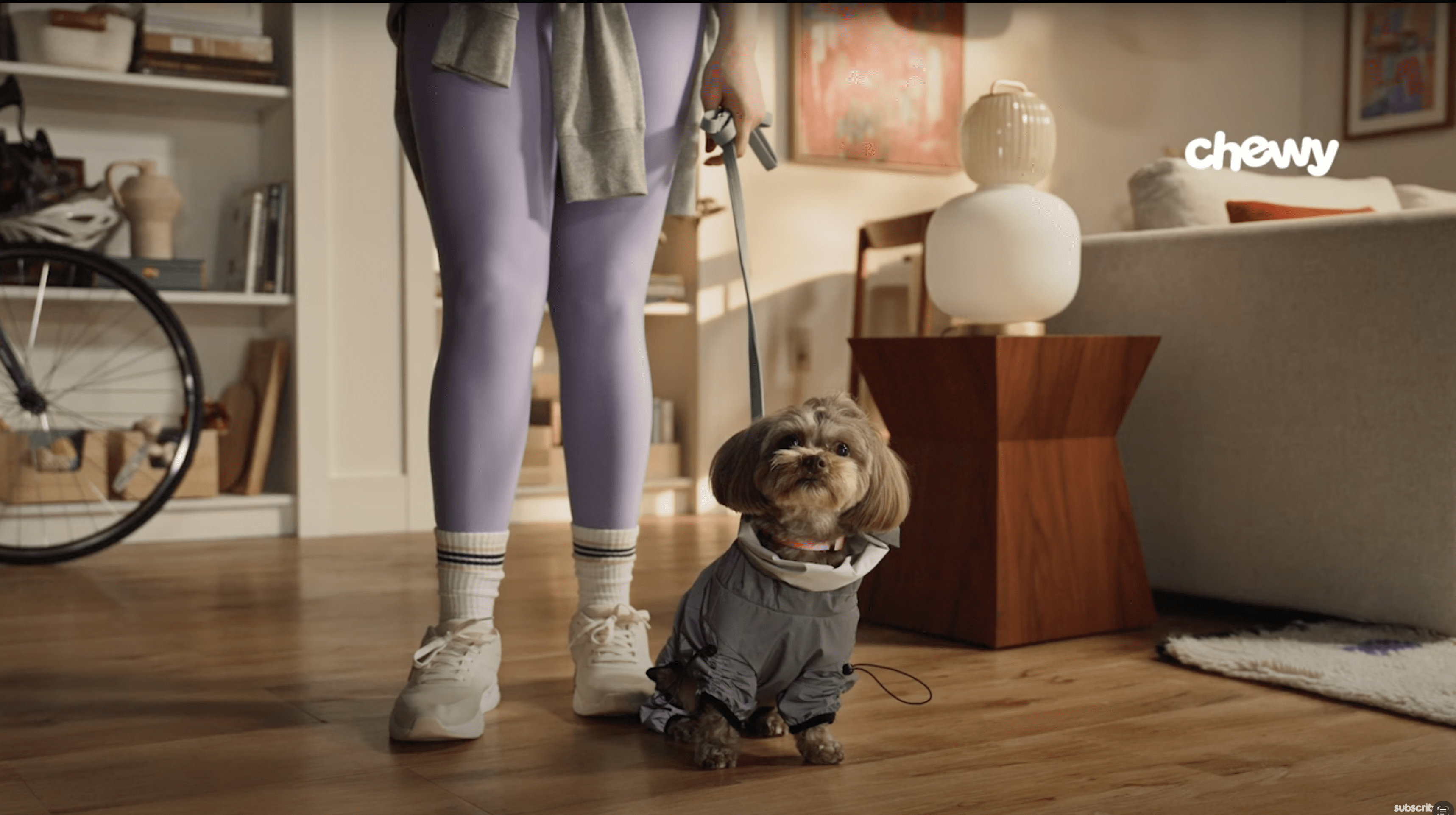 Sitemapcdatahttpautocellcare1comchewy Commercial With Dog On Couch