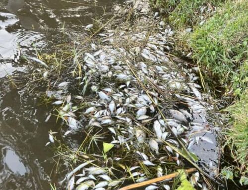 What’s with the Dead Fish in Lake Eustis? FWC Launches Investigation