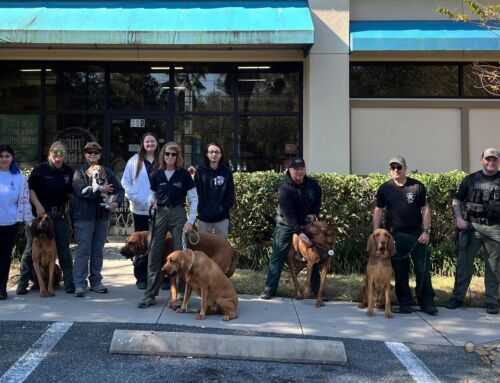 Lake County Sheriff’s Bloodhound Team Trains For Search Missions In Lady Lake