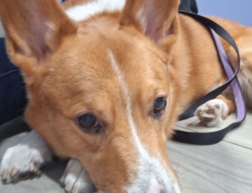 Animal Rescue Seeks Community Support For Joey’s Emergency Surgery