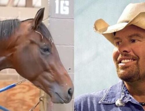 Local Race Horse Render Judgement Ready for Kentucky Derby with Toby Keith Connection