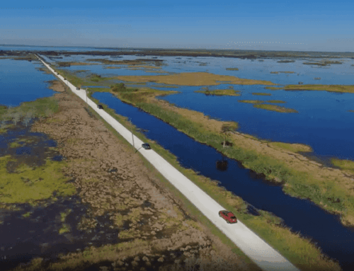 Lake Apopka Wildlife Drive Marks 10 years of Connecting People with Nature