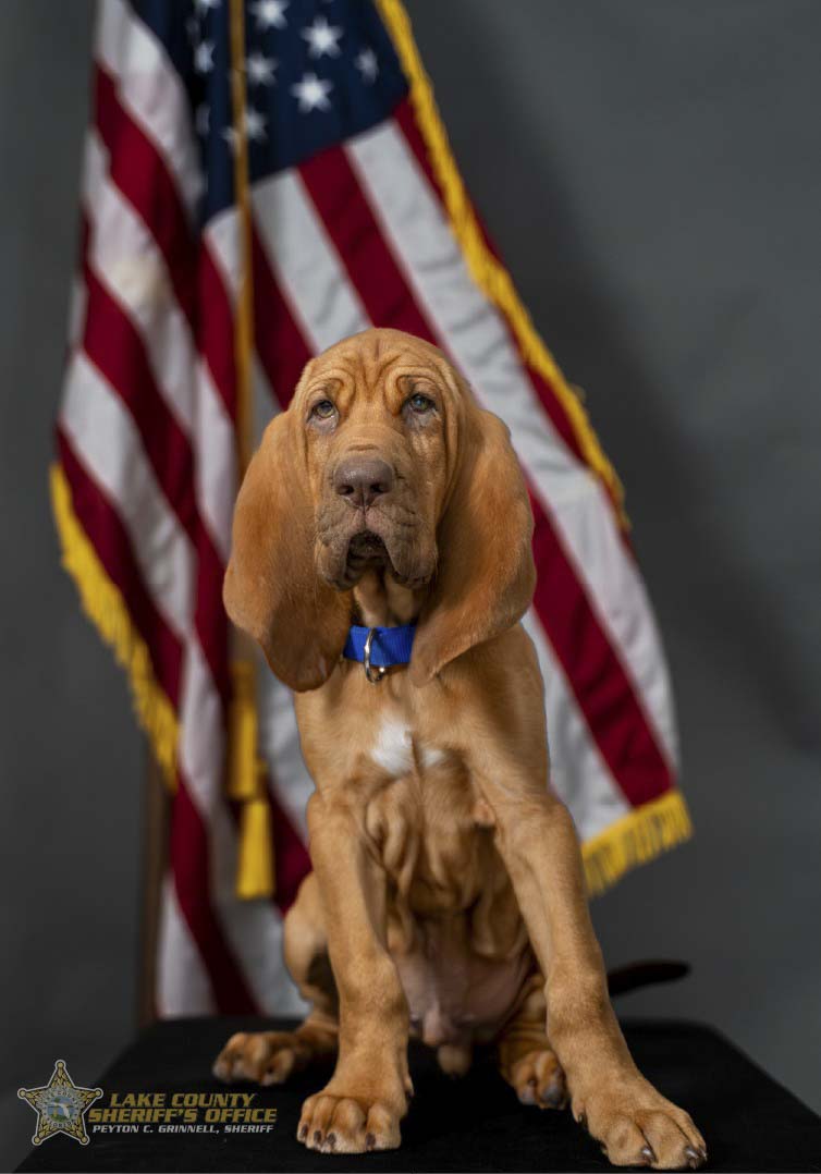 dog_2