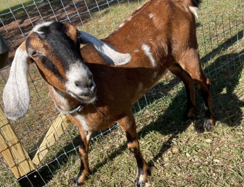 “Goat Busters” Aid in Dramatic Late-Night Goat Rescue in Lake County