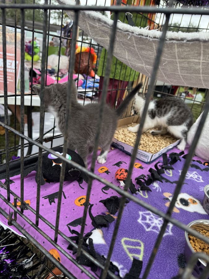 Photo Oct 11 2025, 10 50 36 AM (1)