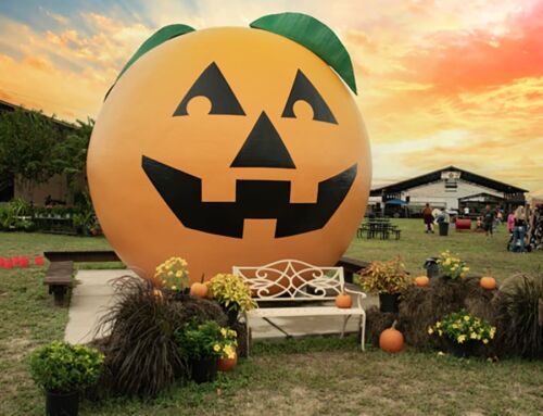 Hi Society: The Festival at Sunsational Farms