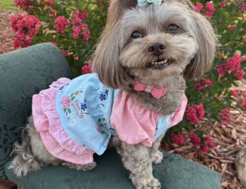 Local Dog Model Competes in National Contest While Battling Heart Disease