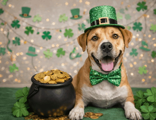 Lake County Animal Shelter Kicks Off ‘Adopt Your Lucky Charm’ Campaign