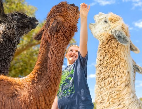 Trade the Daily Grind for a Few Fluffy Faces at LunaSea Alpaca Farm