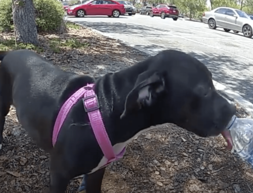Lady Lake Puppy Rescue Highlights Deadly Danger of Hot Cars