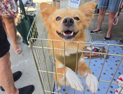 Local Pet Rescue Seeking Community Help in Upcoming Casino Fundraiser