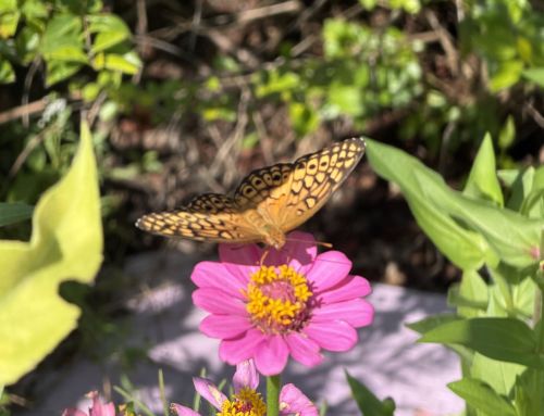 Leesburg Celebrates New Pollinator Garden with Butterfly Release