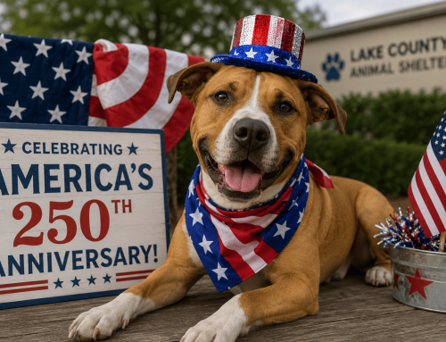 Lake County Animal Shelter Celebrates America250 with July Adoption Promotion 