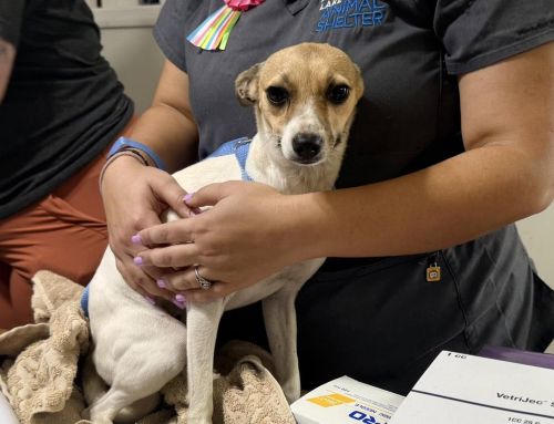 Record Intake Turns to Rapid Rescue Effort for 99 Lake County Animals