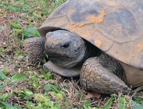 Florida Gopher Tortoise Assessment Highlights Conservation Needs