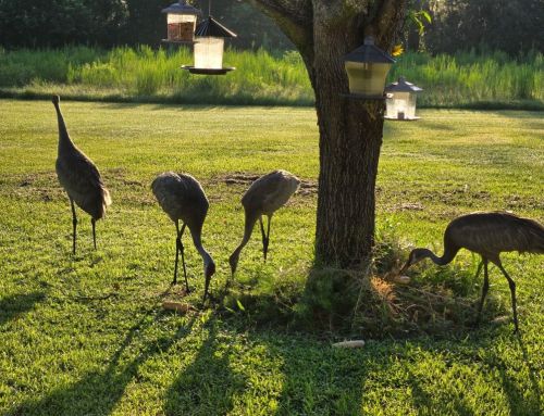 Sandhill Cranes Adapt to Area’s Changing Landscape, Officials Say