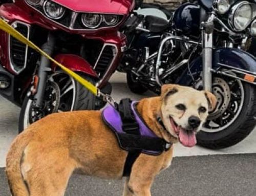 On the Scene: Lucky-U Cycles Hosts Puppies and Cars for Humane Society