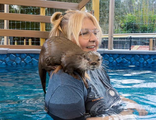Chase Sanctuary Offers Unique Otter and Penguin Encounters
